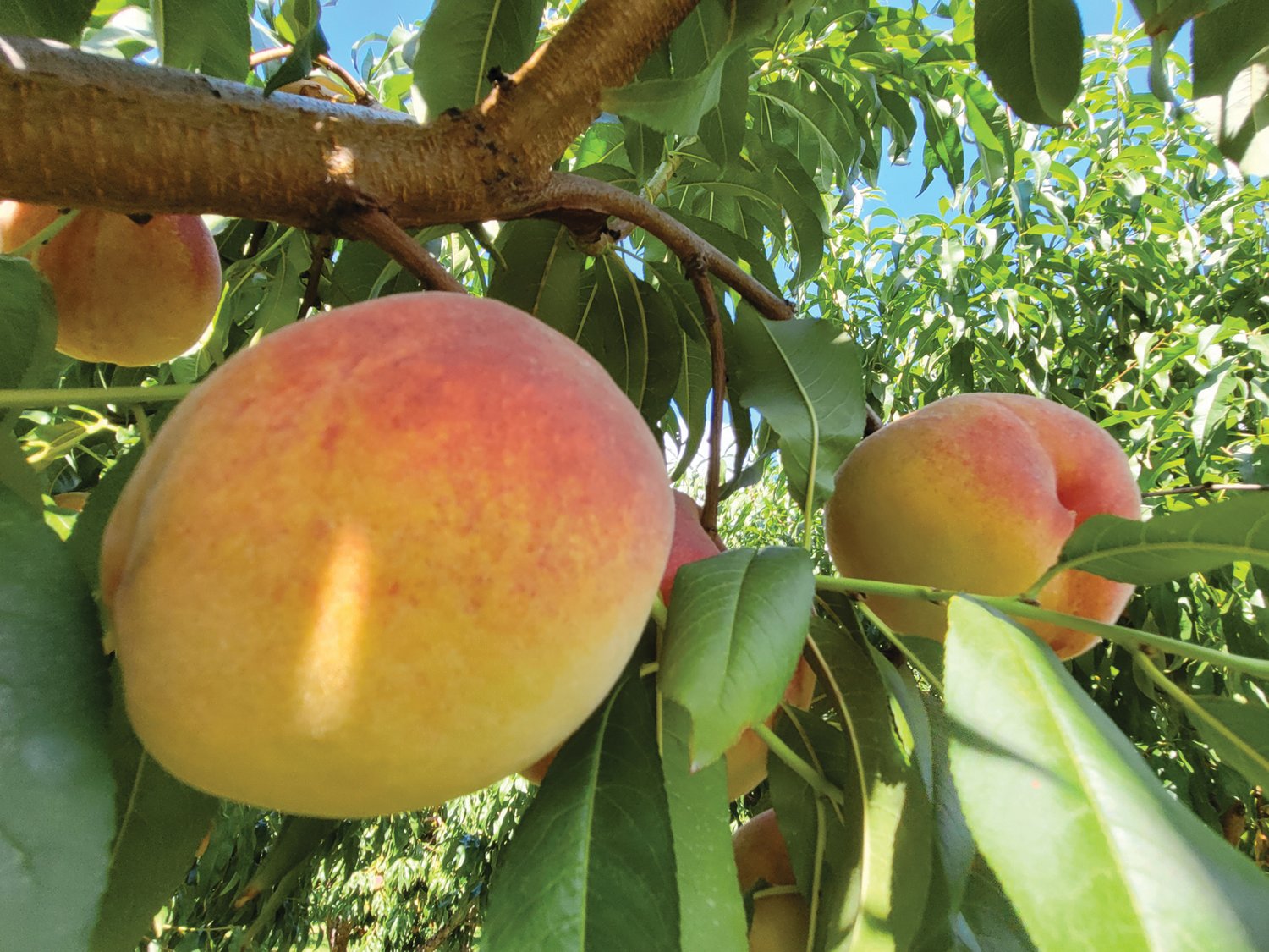 EAT A PEACH: Appleland also sells peaches, and provides the opportunity to pick-your-own.